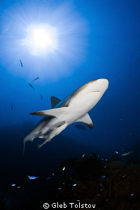 Caribbean reef shark by Gleb Tolstov 